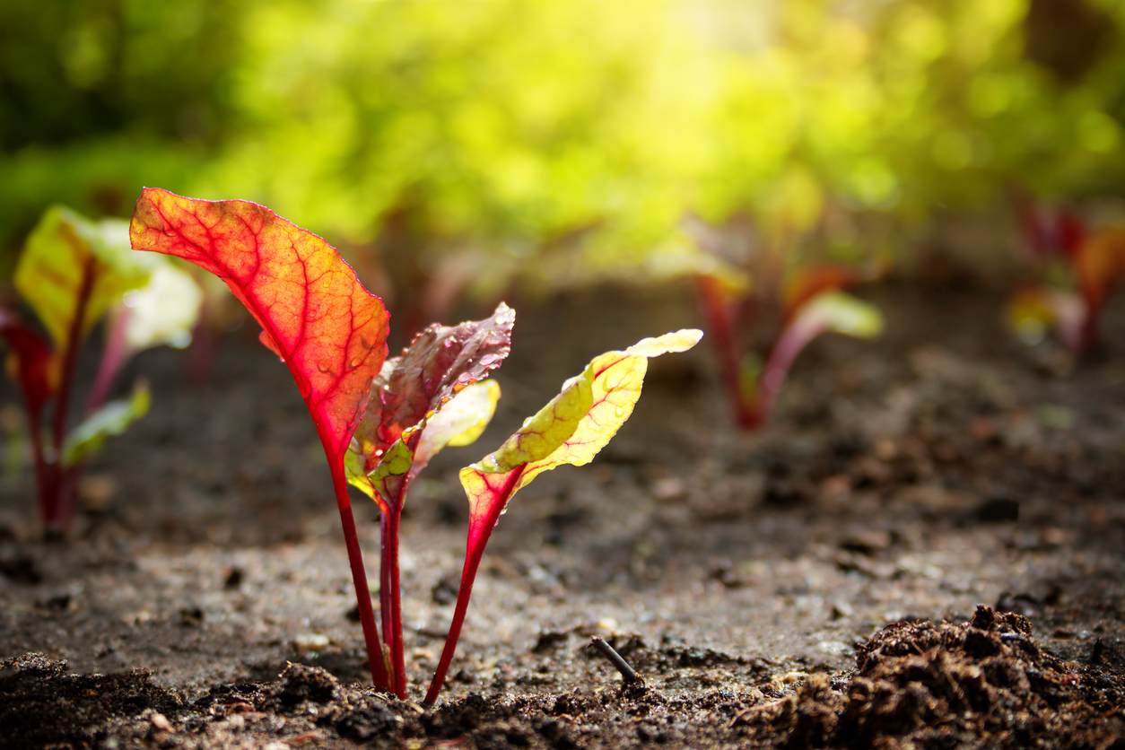 Sun and Soil Requirements for Growing Beets Food Gardening Network