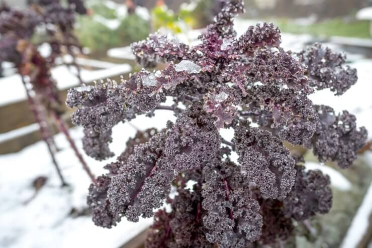 Purple kale growing in snow and ice
