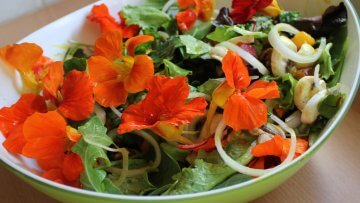 grow edible flowers