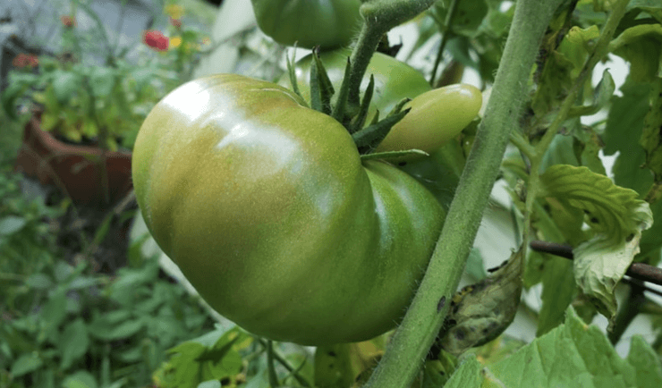 mutant vegetables - tomatoes with noses