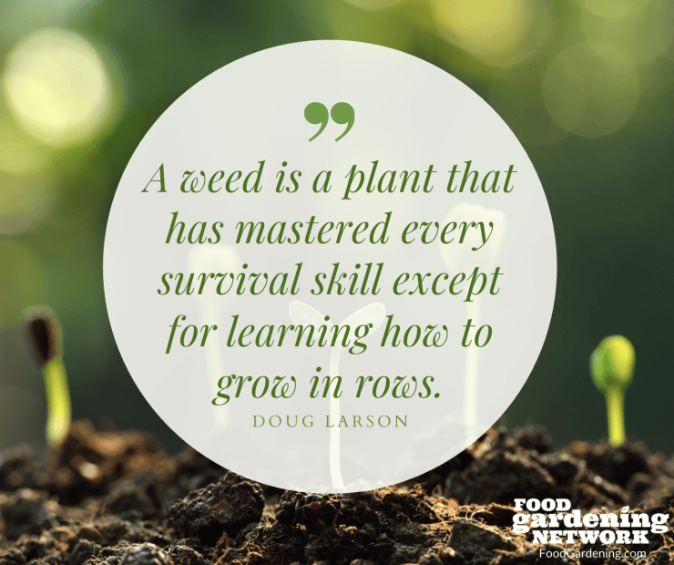 88 Motivational Quotes On Gardening Life (PLANTS)