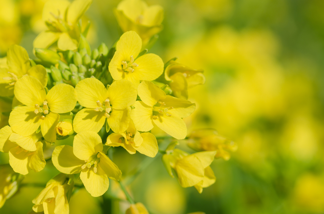 Garden Vegetable Plants That Double as Indoor Bouquets - Food Gardening ...