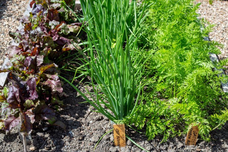 Young beetroot, onions, and carrot plants growing in a garden