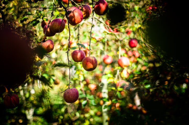 cloning fruit trees