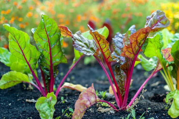 Red Veined Leaves