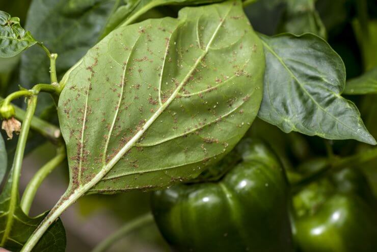 Aphids on the underside of the leaf of bell pepper plant