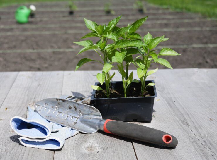 Bell pepper plants with garden tools