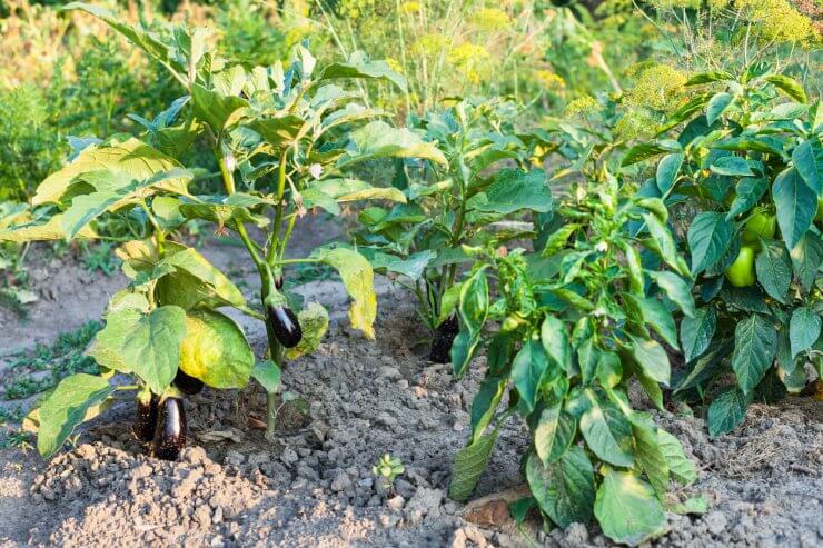 Bell peppers and eggplant growing as companion plants in vegetable garden