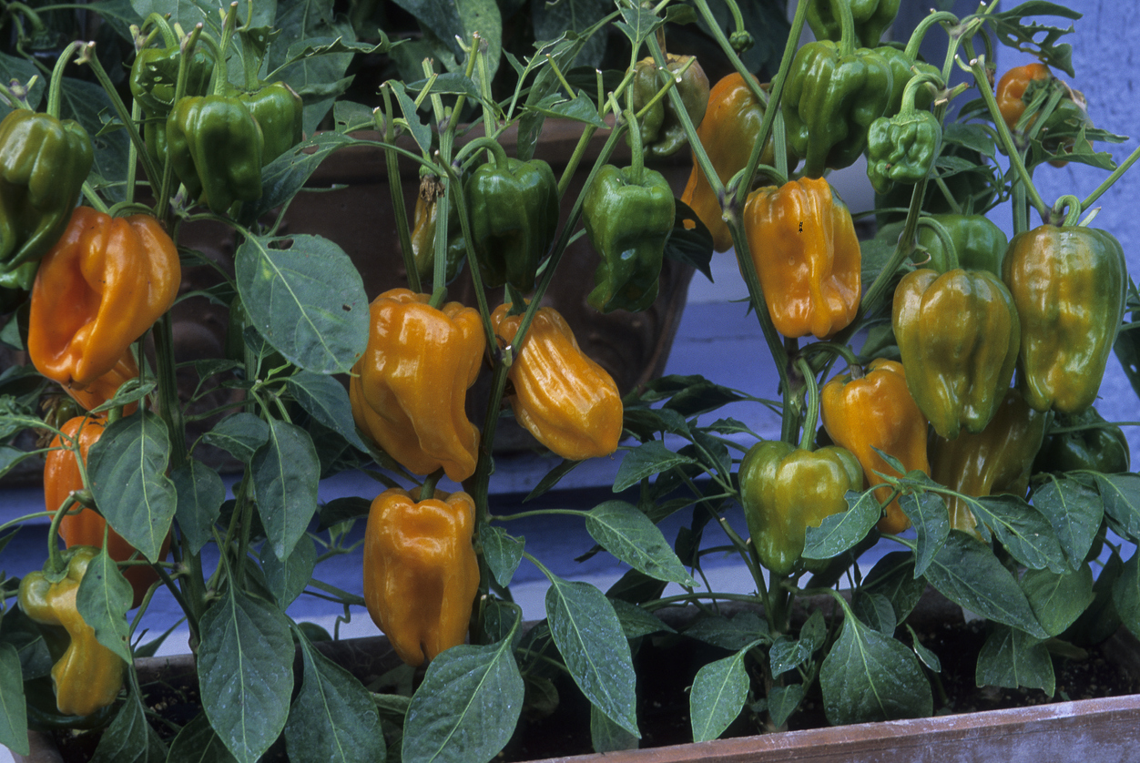 Growing Bell Peppers in Containers Food Gardening Network