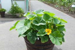 Growing Winter Squash in Containers