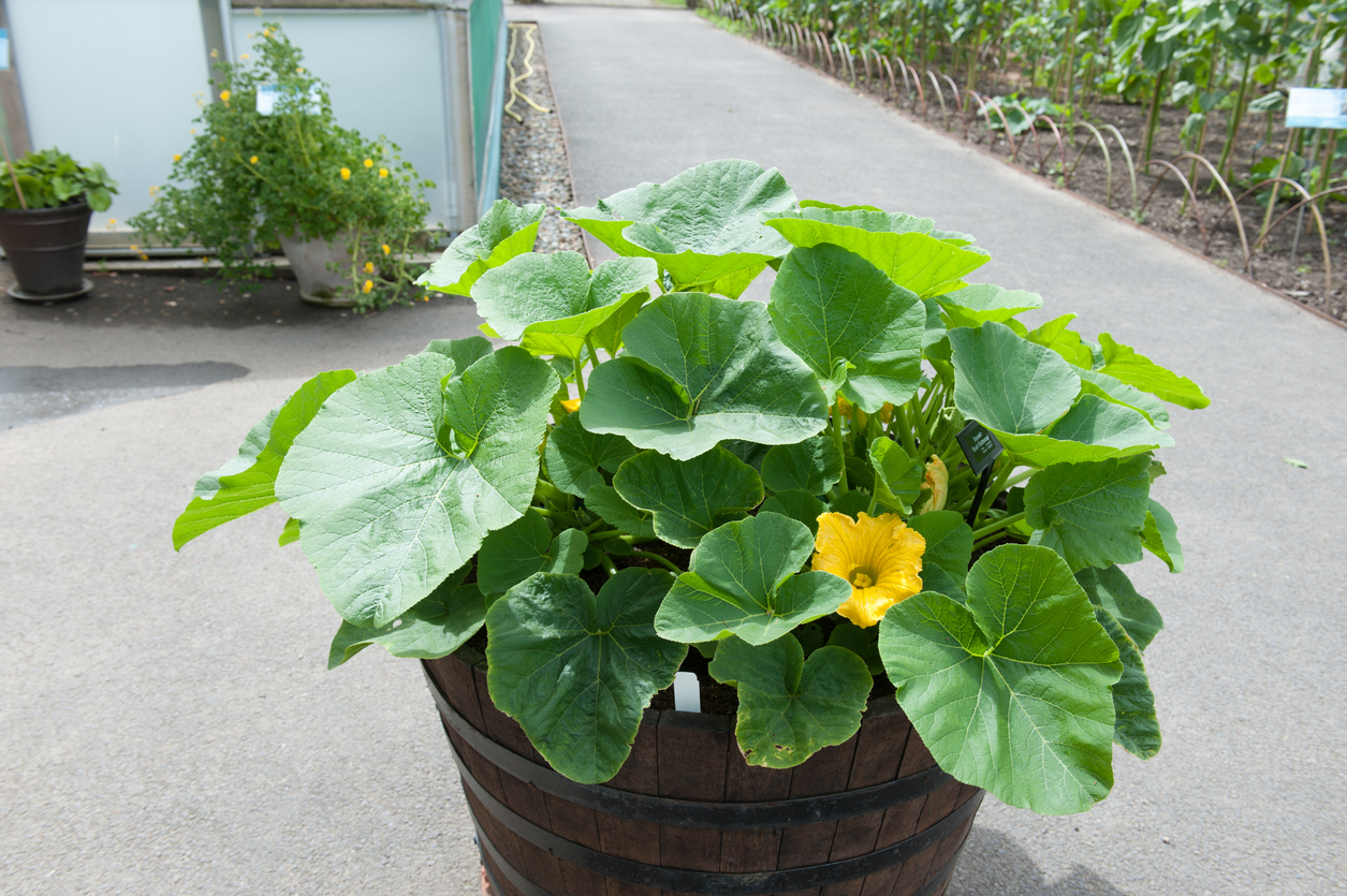 Growing Winter Squash in Containers Food Gardening Network