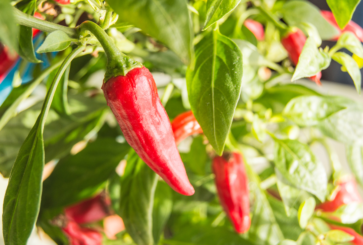 How to Grow Hot Peppers Indoors Food Gardening Network