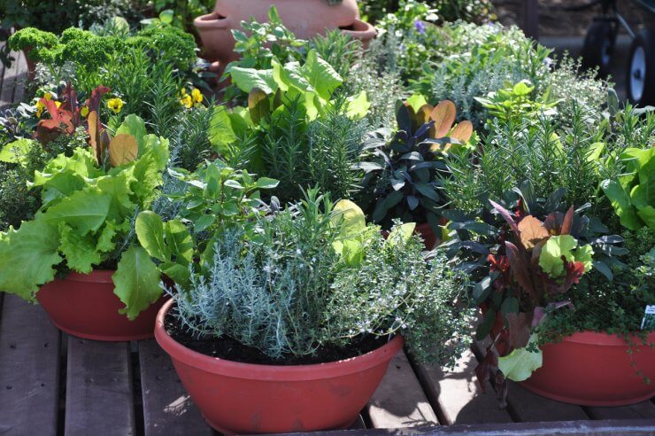 The Challenges of Growing Vegetables in Containers and How to Overcome Them  - Food Gardening Network