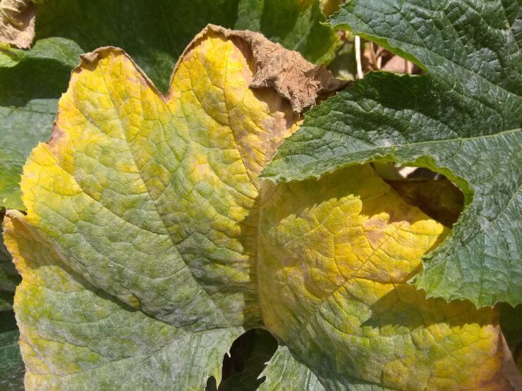Diseased squash leaf
