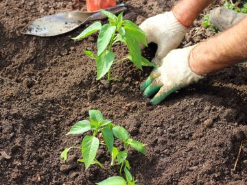 Farmer planting young pepper seedling in ground in garden