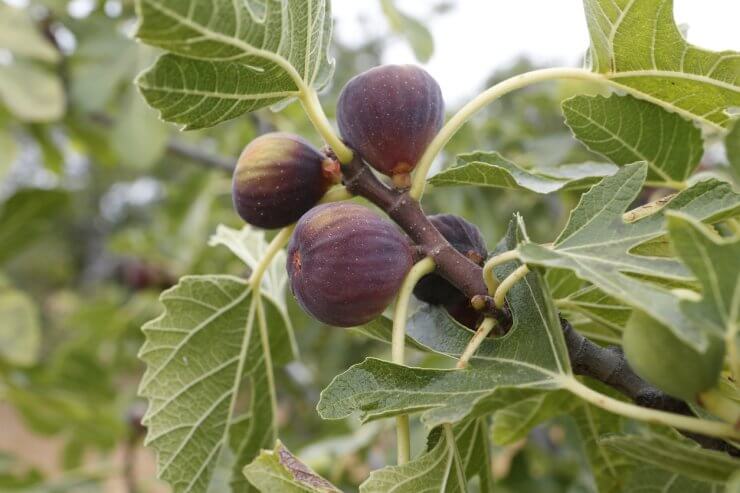 how to grow figs in warm climates