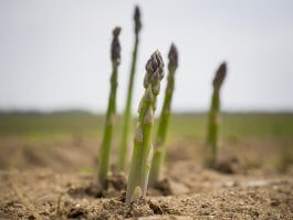 Why Asparagus Takes So Long to Harvest