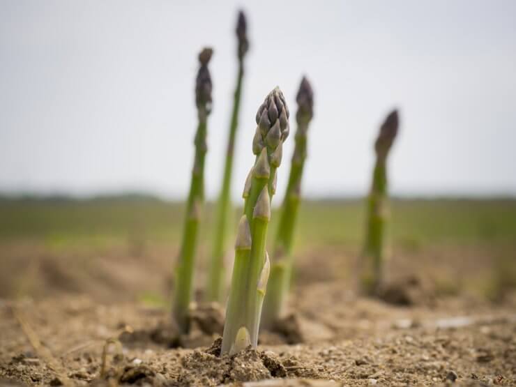 Freshly grown asparagus