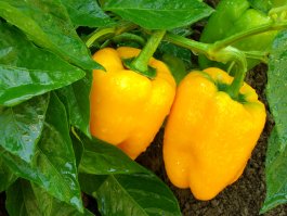 Watering, Weeding, and Fertilizing your Bell Pepper Plants