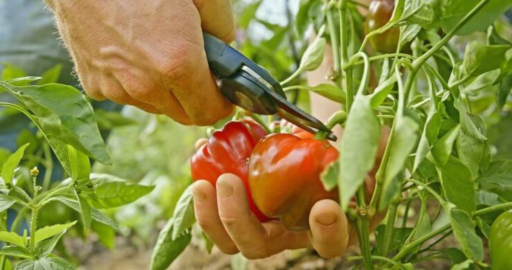 Gardener harvesting a red bell pepper