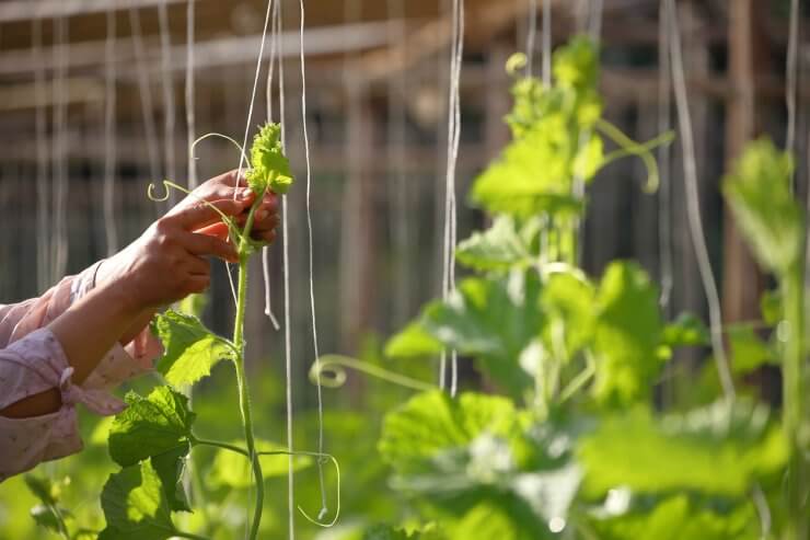 Gardener helps squash vine plant to climb up the string in vegetable garden