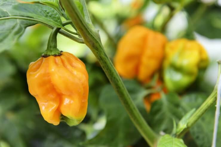 how to grow hot peppers indoors