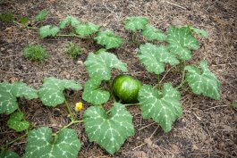 Watering, Weeding and Fertilizing your Winter Squash Plants