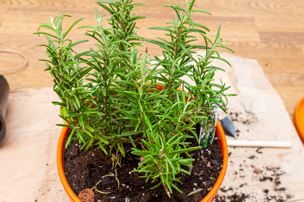 How to Prevent Powdery Mildew on Rosemary Naturally Food Gardening