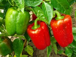 Types of Bell Peppers