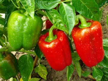 Red and green bell peppers growing in the garden