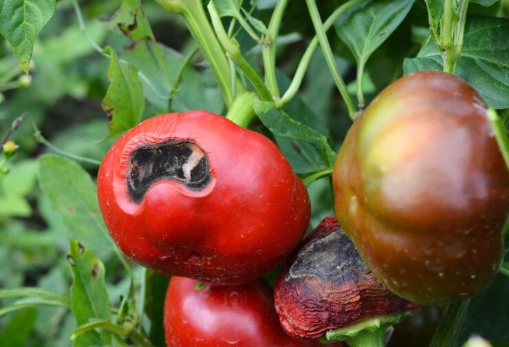 Red bell pepper damaged by Anthracnose disease