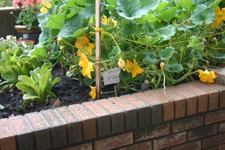 Spaghetti squash growing in raised bed on terrace
