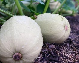 Sun and Soil Requirements for Growing Winter Squash