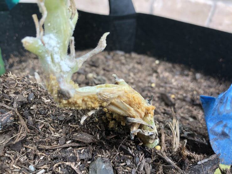 Squash plant damage from a vine borer