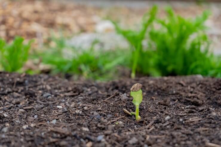 Squash seedling emerging out of the garden soil
