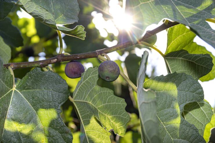 how to grow figs