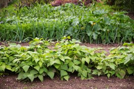 What is Crop Rotation: Advantages and Specifics
