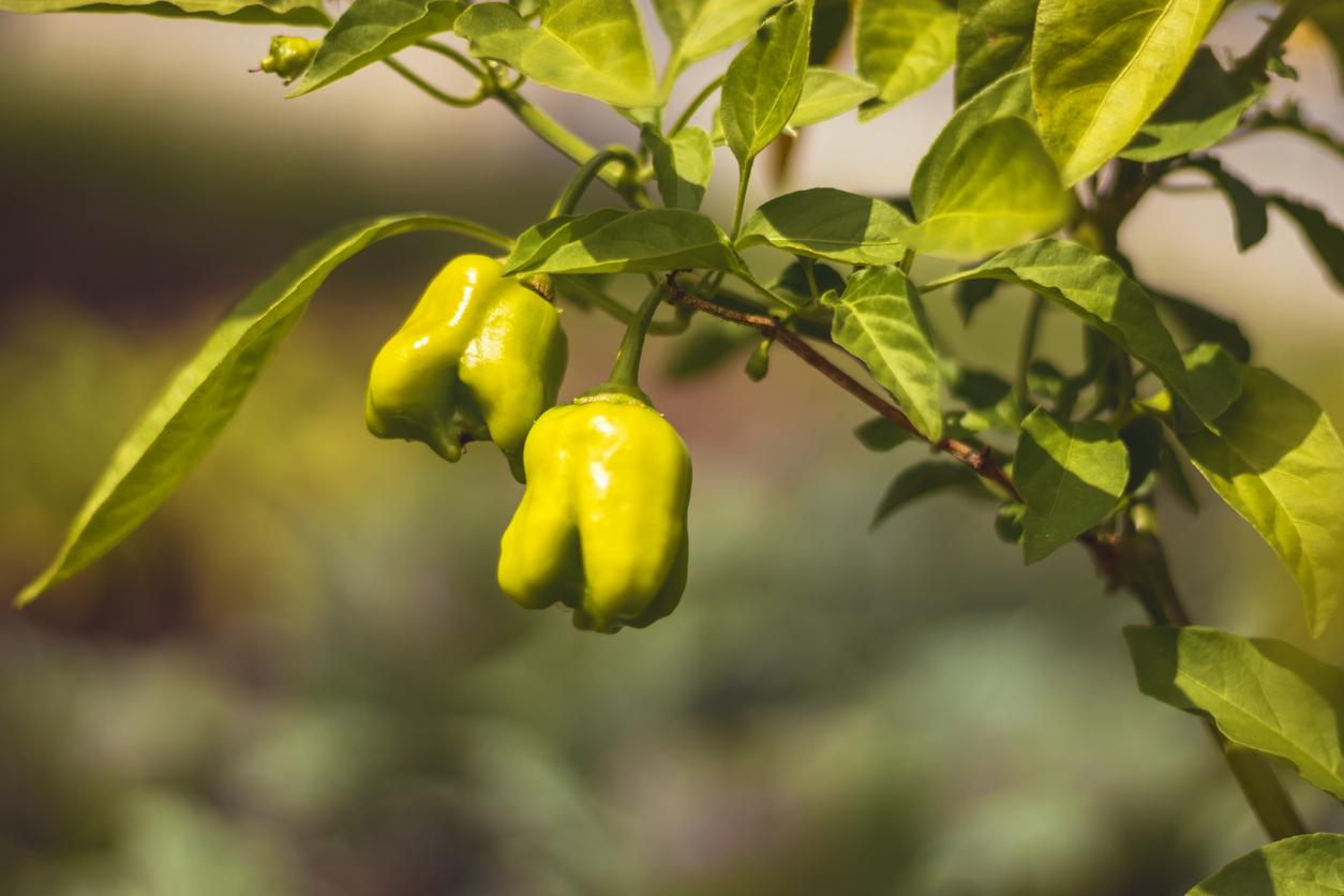 Sun and Soil Requirements for Growing Bell Peppers Food Gardening Network