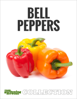 When to Pick Bell Peppers