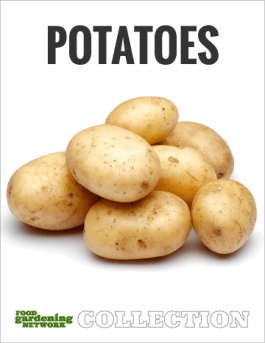 Potatoes Collection Close-Up: 10 Potato and Sweet Potato Companion Plants