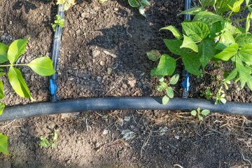 drip irrigation in the garden
