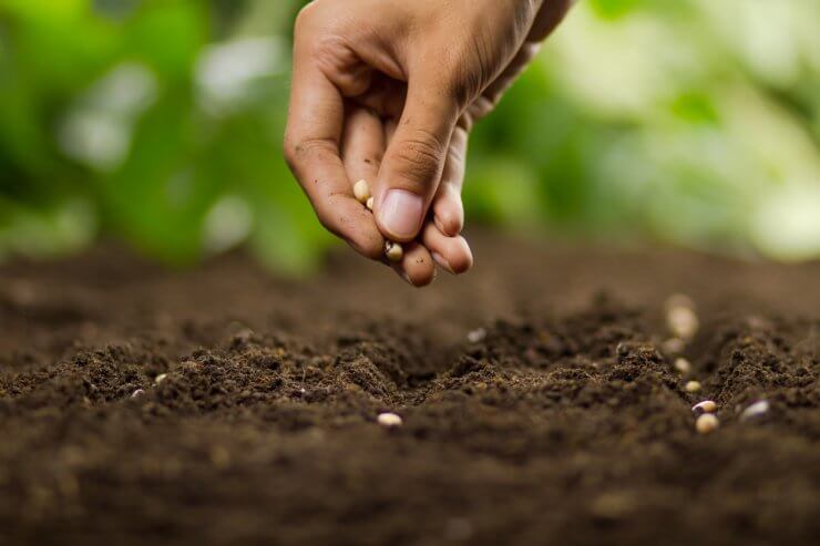 Expert farmer sowing seeds of vegetable at nursery farm