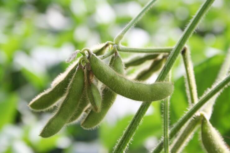Green soybean pods on plant in sunlight