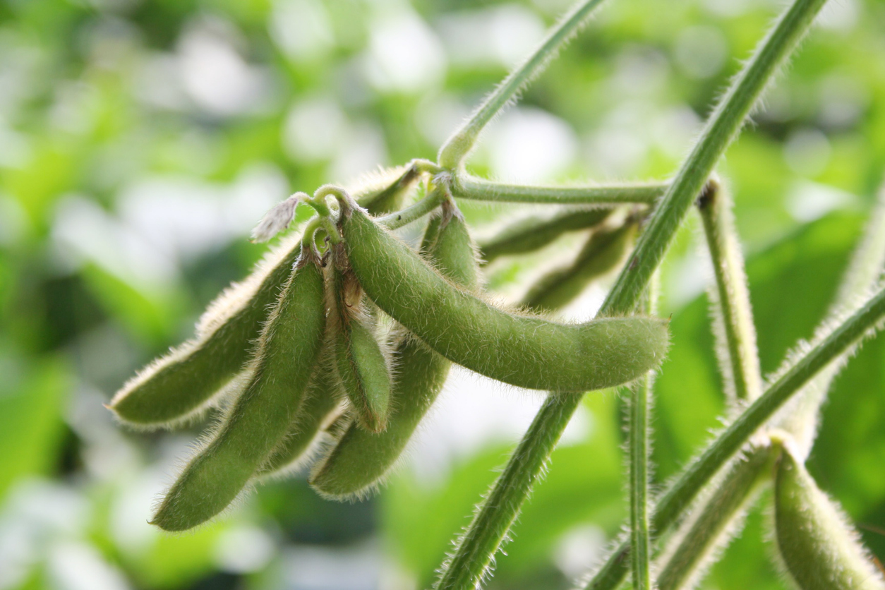 How to Stop Rhizoctonia Root Rot from Ruining Your Soybean Harvest ...