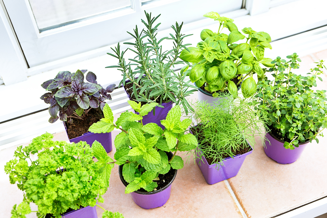 How to Regulate Humidity for Indoor Herb Gardens Food Gardening Network