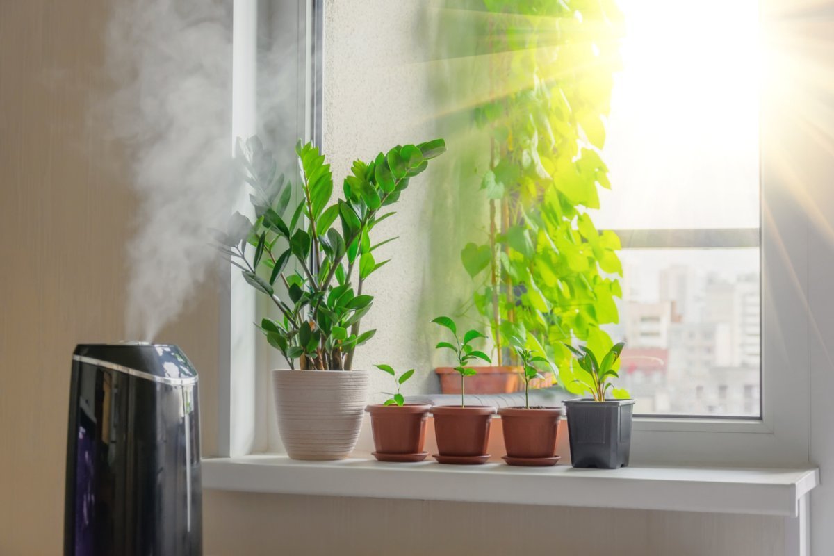 Indoor decorative and deciduous plants on the windowsill in an apartment with a steam humidifier, against the background outside the window of the city and multi-storey buildings.