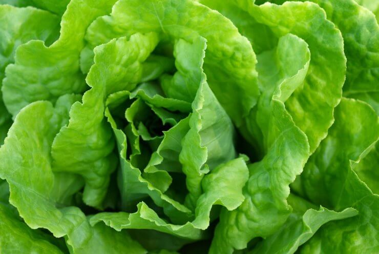 Perfect green crispy leafy lettuce