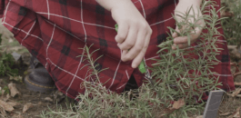 How to Propagate Rosemary and Other Herbs Indoors