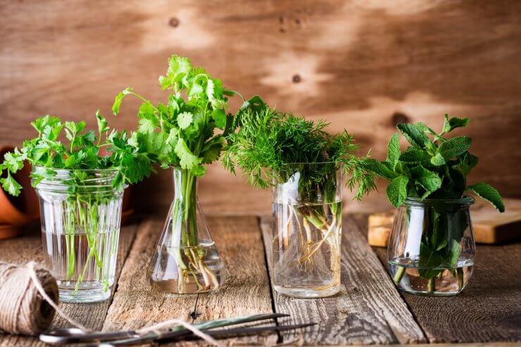 Selection of fresh homegrown organic culinary and aromatic herbs plant in glass jars