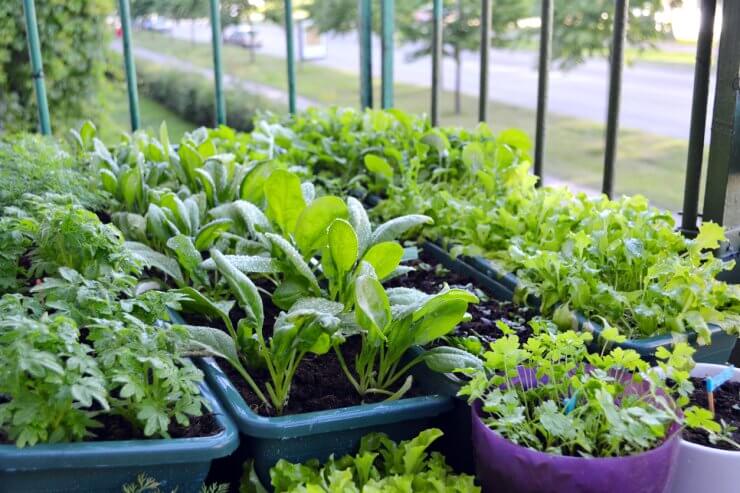 Small garden on a balcony of a block house at the European city. Vegetables and herbs growing in plant boxes and flower pots.